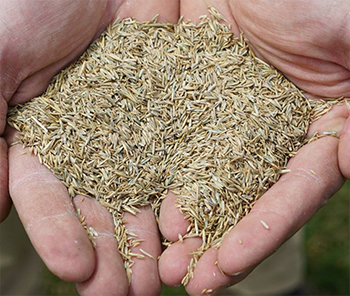 Surensemencement mécanique